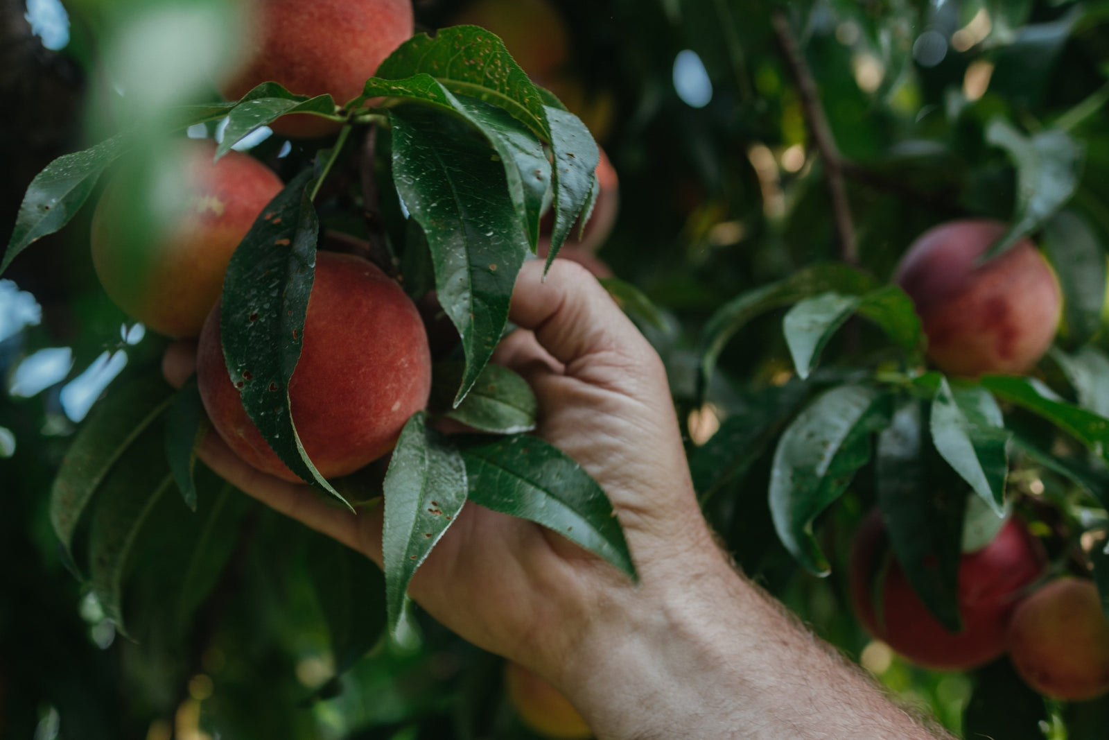 Peach Gift Box