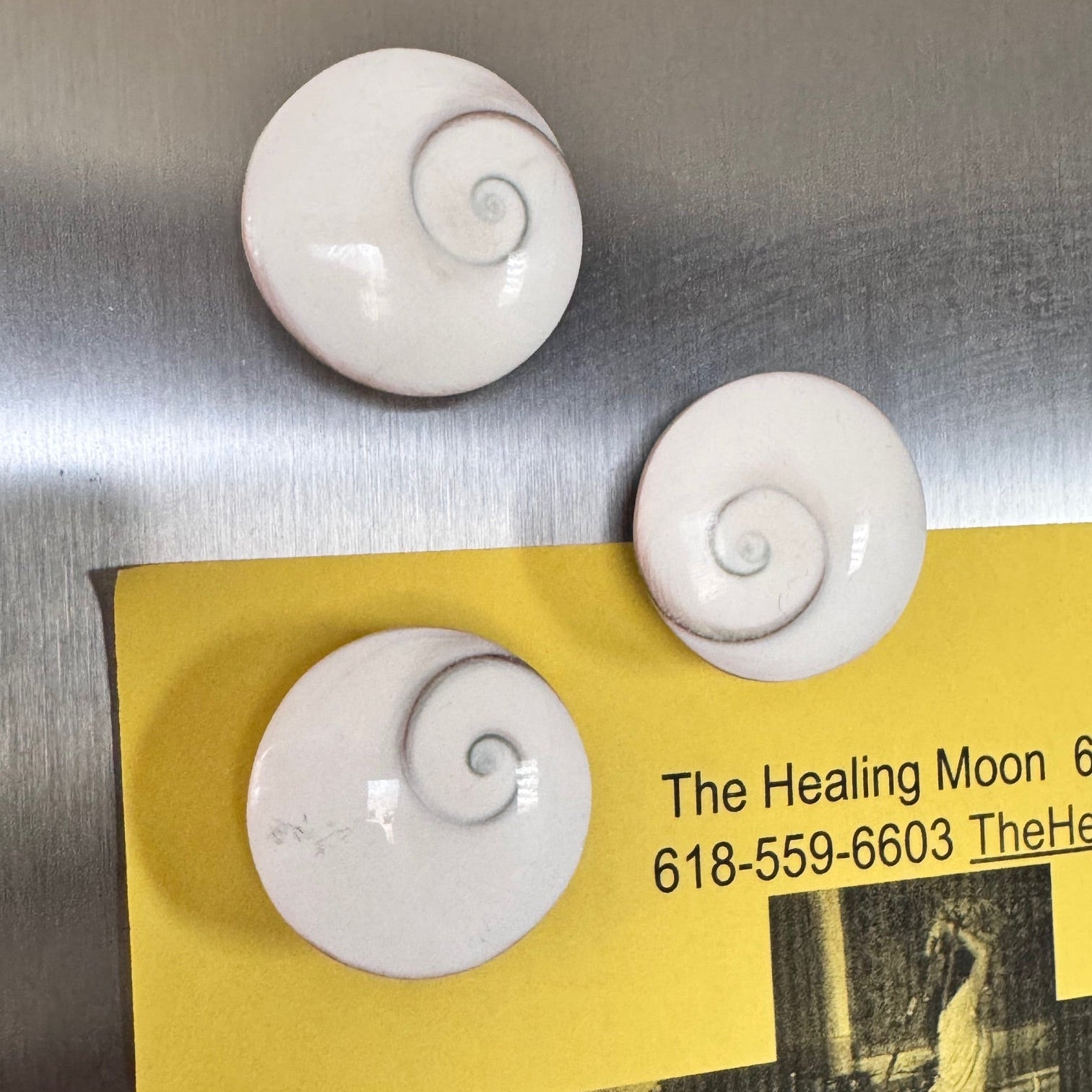 Shivas Eye Magnets on Refrigerator with Spiral Design from the Ocean.
