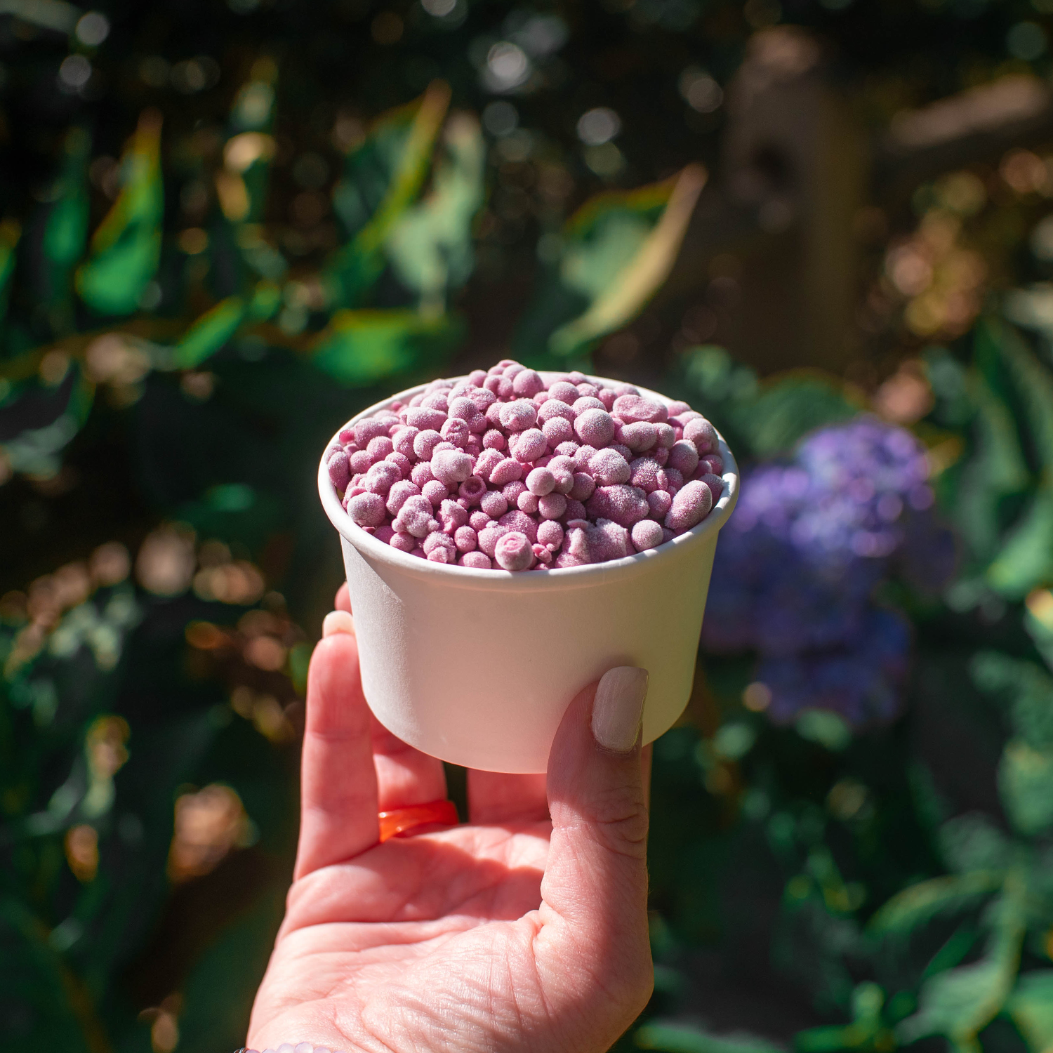 Blueberry Fruity Whey Beads