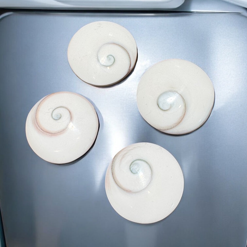 refrigerator magnets shivas eye shells