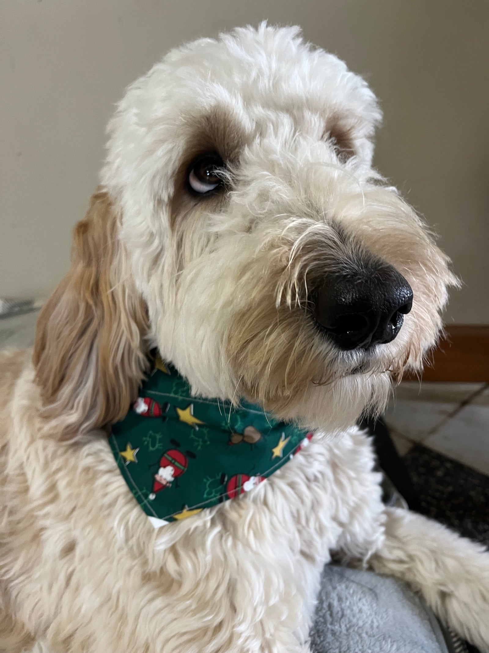 Santa & Reindeer Dog Bandana Large