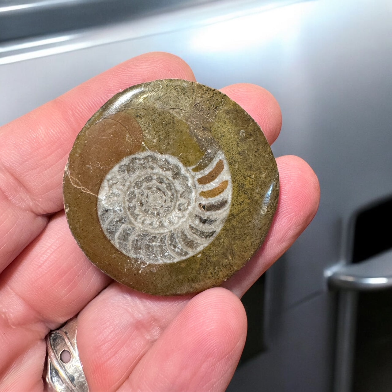 Fossilized Ammonite Refrigerator Magnet Kinley Jewelry
