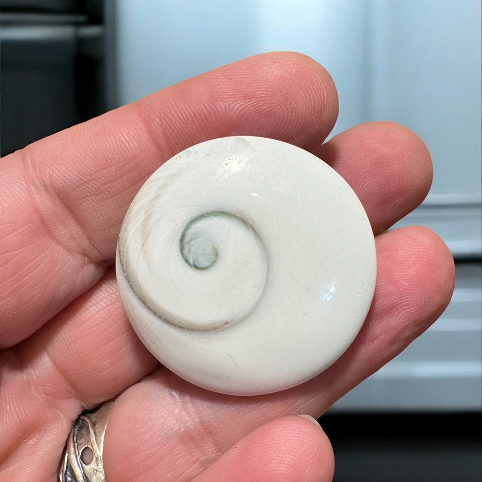 shivas eye shell refrigerator magnets