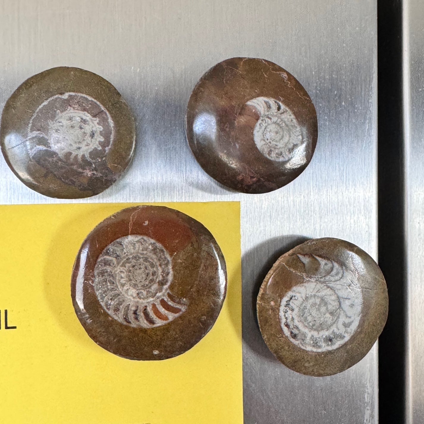 Shell Magnets Ammonite Fossils Refrigerator Home Decor Beach