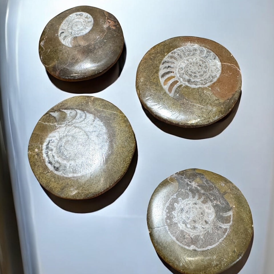 Refrigerator Magnet Ammonite Shells Beach Home